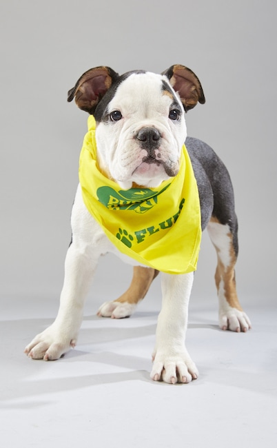 Puppy Bowl XV